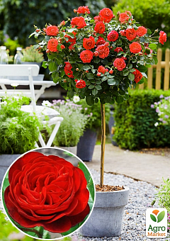 Ексклюзив! Троянда штамбова насичено-червона "Рубінове намисто" (Ruby Necklace) (саджанець класу АА +, преміальний сорт)1