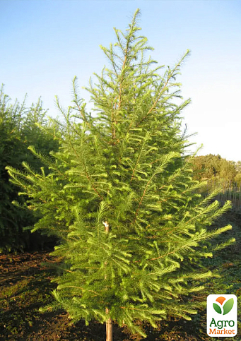 Модрина європейська 4-х літня (Larix decidua) С5 висота 60-100см