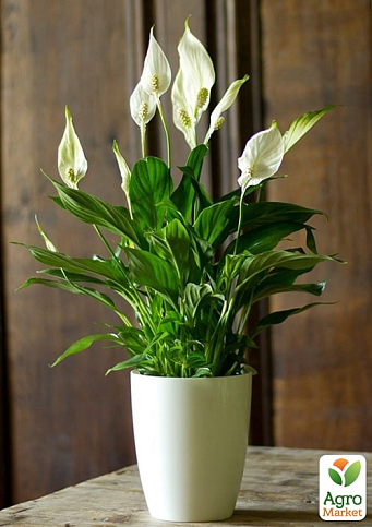 Спатифілум "Bellini Make Up" висота 55-65см - фото 4