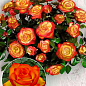 Троянда штамбова "Колібрі" (саджанець класу АА +) вищий сорт