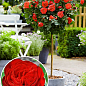 Ексклюзив! Троянда штамбова насичено-червона "Рубінове намисто" (Ruby Necklace) (саджанець класу АА +, преміальний сорт)