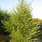 Модрина європейська 4-х літня (Larix decidua) С5 висота 60-100см