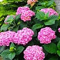 LMTD Гортензия махровая цветущая 2-х летняя "Romans" (25-35см) серия You&Me