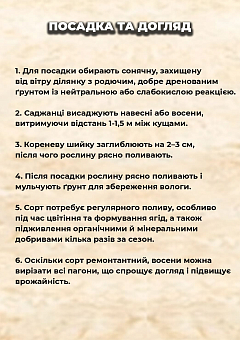 Эксклюзив! Ежевика "Prime-Ark Traveler (Прайм арк Тревел)" (высокоурожайный, очень сладкий сорт, ранний срок созревания)9