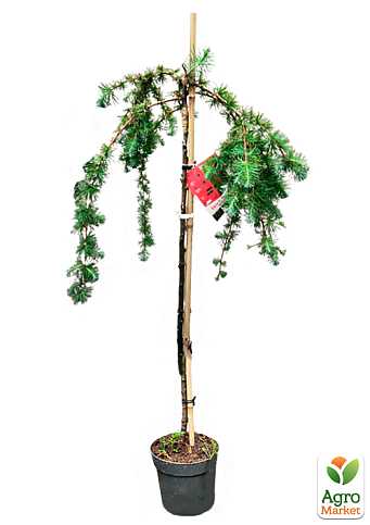 Лиственница Европейская на штамбе "Larix Pendula" С2, высота 60-70см - фото 2