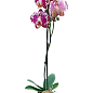 Орхідея (Phalaenopsis) "Leo Lilac"