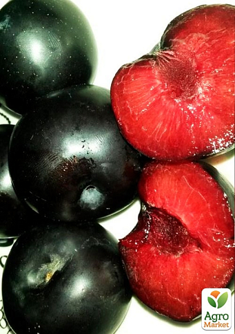 Слива "Блек Даймонд" (Black Diamond) (літній сорт, середній термін дозрівання) - фото 5