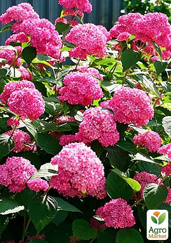 Гортензія крупнолиста рожева "Непереможна краса" (Unbeatable beauty) - фото 6