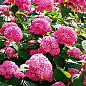 Гортензія крупнолиста рожева "Непереможна краса" (Unbeatable beauty)