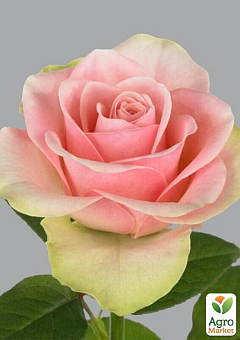 Роза чайно-гибридная "Ла Бель" (саженец класса АА+) высший сорт2