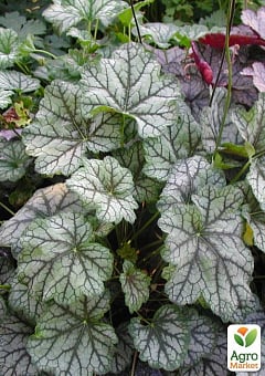 Гейхера (Heuchera) "Venus" 1 саджанець в упаковці