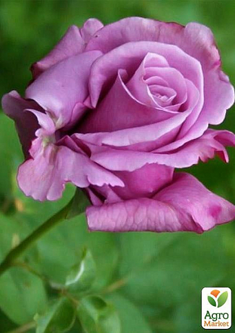 Ексклюзив! Троянда чайно-гібридна витончена бузкова "Королева краси" (Queen of beauty) (саджанець класу АА +, преміальний морозостійкий сорт) - фото 3