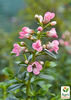 Ескалонія "Apple Blossom"17
