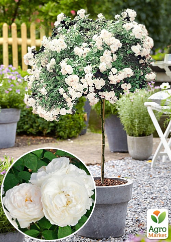 Ексклюзив! Троянда штамбова біла "Романтика" (Romance) (саджанець класу АА +, преміальний некапризну сорт)