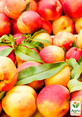 Персик "Улюбленець" (літній сорт, среднепозднего терміну дозрівання) - фото 4