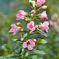 Эскаллония "Apple Blossom"