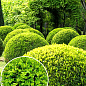 Самшит вічнозелений "Таємнича краса" (Buxus sempervirens)
