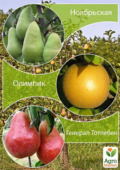 Дерево-сад Груша "Лістопадня+Олімпік+Генерал Тотлебен"1