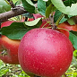 Яблоня "Элиза" (крупноплодный сорт, поздний срок созревания)
