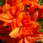 Азалия 2-х летняя "Mandarin Lights" С1 высота 25-50см купить