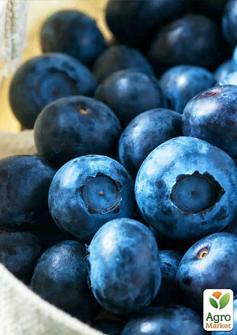 Лохина (чорниця садова) "Нельсон" (Nelson) (пізній термін дозрівання, один з великоплідних сортів) - фото 7