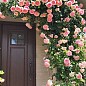 Роза английская плетистая "Сердце розы" (саженец класса АА+) высший сорт купить