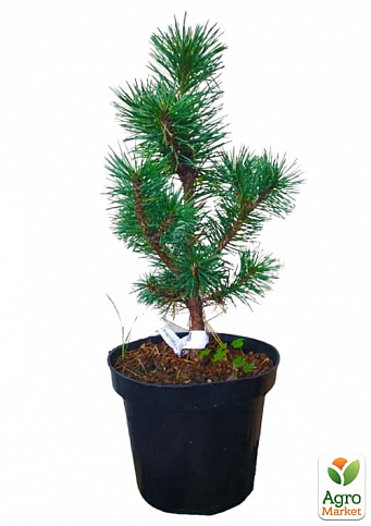 Сосна горная "Колумнарис" (Pinus mugo "Columnaris") C2, высота 30-40см - фото 2