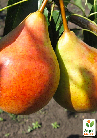 Груша «Бере Жиффар» (літній сорт, ранній термін дозрівання)