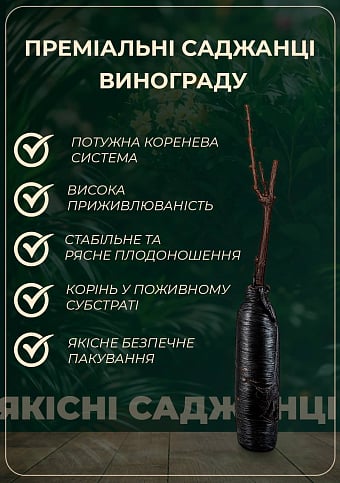 Виноград "Атос" (очень ранний срок созревания) - фото 3