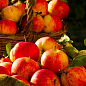 Яблуня "Чемпіон" (Ранньозимовий сорт)
