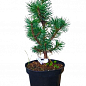 Сосна горная "Колумнарис" (Pinus mugo "Columnaris") C2, высота 30-40см купить