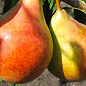 Груша «Бере Жиффар» (літній сорт, ранній термін дозрівання)