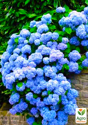 Эксклюзив! Гортензия крупнолистная лазурно-синяя "Сон Эммы" (премиальный, неприхотливый сорт)