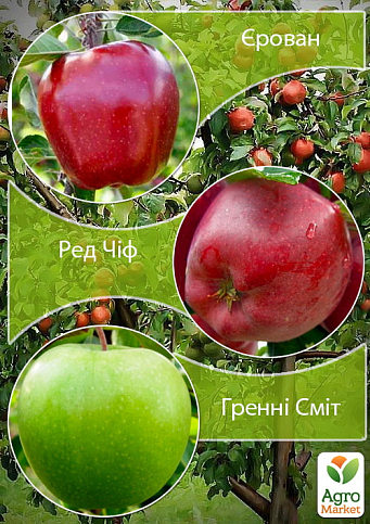 Дерево-сад Яблуня "Ерован+Гренні Сміт+Ред Чиф"