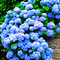 Эксклюзив! Гортензия крупнолистная лазурно-синяя "Сон Эммы" (премиальный, неприхотливый сорт)