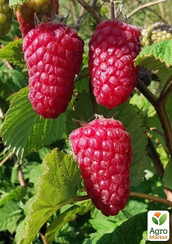 Малина (In vitro) "Przehyba" укорененная в контейнере (ультраранняя, крупноягодная, сладкая) - фото 5