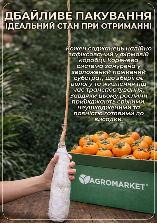 Хурма на виргинском морозостойком подвое "Зенджи мару" (Шоколадница) высший сорт!