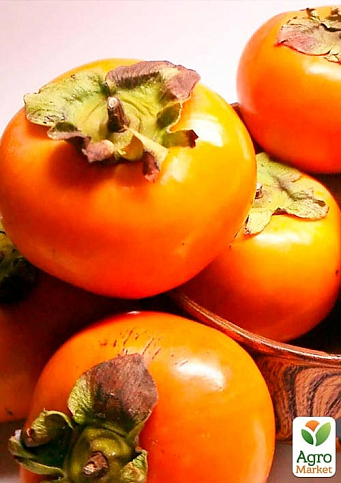 Хурма на виргинском морозостойком подвое "Шарон" высший сорт! - фото 7