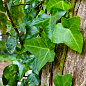 Плющ обыкновенный 