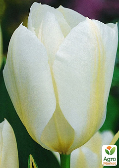Тюльпан "Purissima" (размер 10/11 , крупный) 3шт в упаковке1