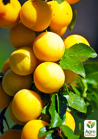 Слива колоновидная желтая медовая (летний сорт)