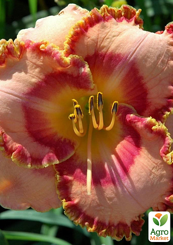 Лілійник "Latin Serenade"