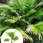 LMTD Пальма "Livistona Rotundifolia" висота 35-45см