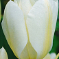 Тюльпан "Purissima" (розмір 10/11, великий) 3шт в упаковці