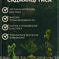 Тис ягідний "Baccata" С2, висота 15-25 см