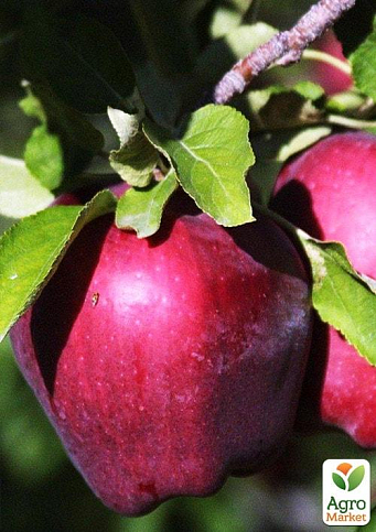 Ексклюзив! Яблуня червоно-чорна "Сад любові" (Garden of love) (преміальний великоплідний сорт)