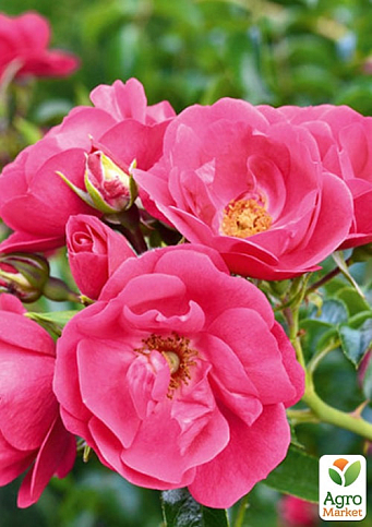 Троянда грунтопокривна "Хайдетраум" (саджанець класу АА+) вищий сорт - фото 2