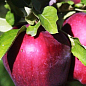 Ексклюзив! Яблуня червоно-чорна "Сад любові" (Garden of love) (преміальний великоплідний сорт)