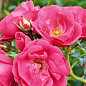 Троянда грунтопокривна "Хайдетраум" (саджанець класу АА+) вищий сорт купить