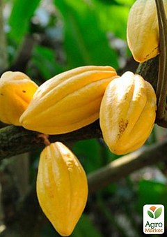 Какао або Шоколадне дерево2